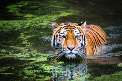 Harimau Hutan